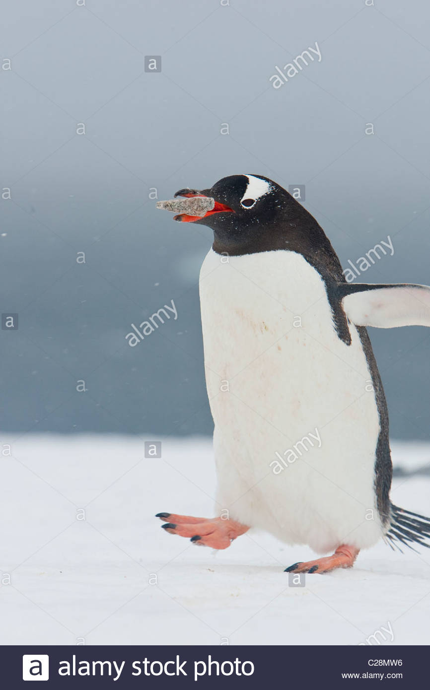 Une Gentoo pingouin porte une pierre de nidification dans son bec. Banque D'Images