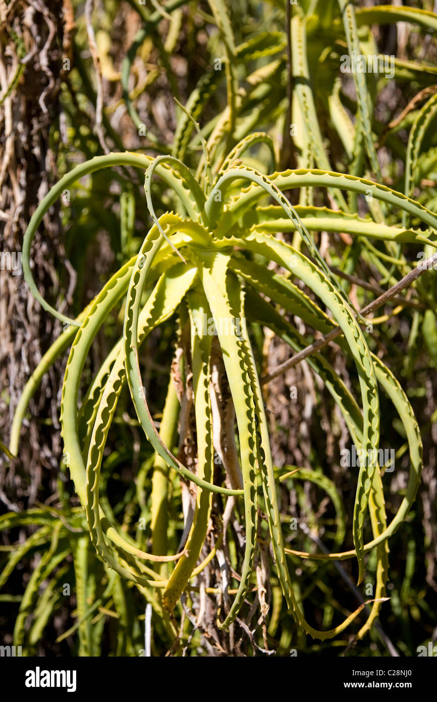 Aloe arborescens d'Afrique du Sud en été Banque D'Images