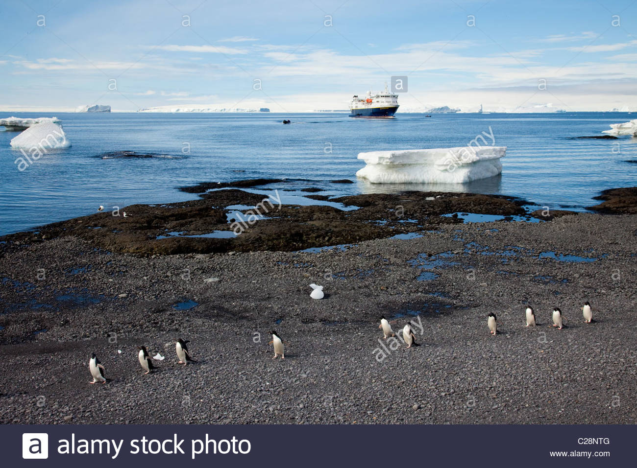 Les manchots Adélie à pied le long d'une côte rocheuse sur un littoral parsemé de glace. Banque D'Images