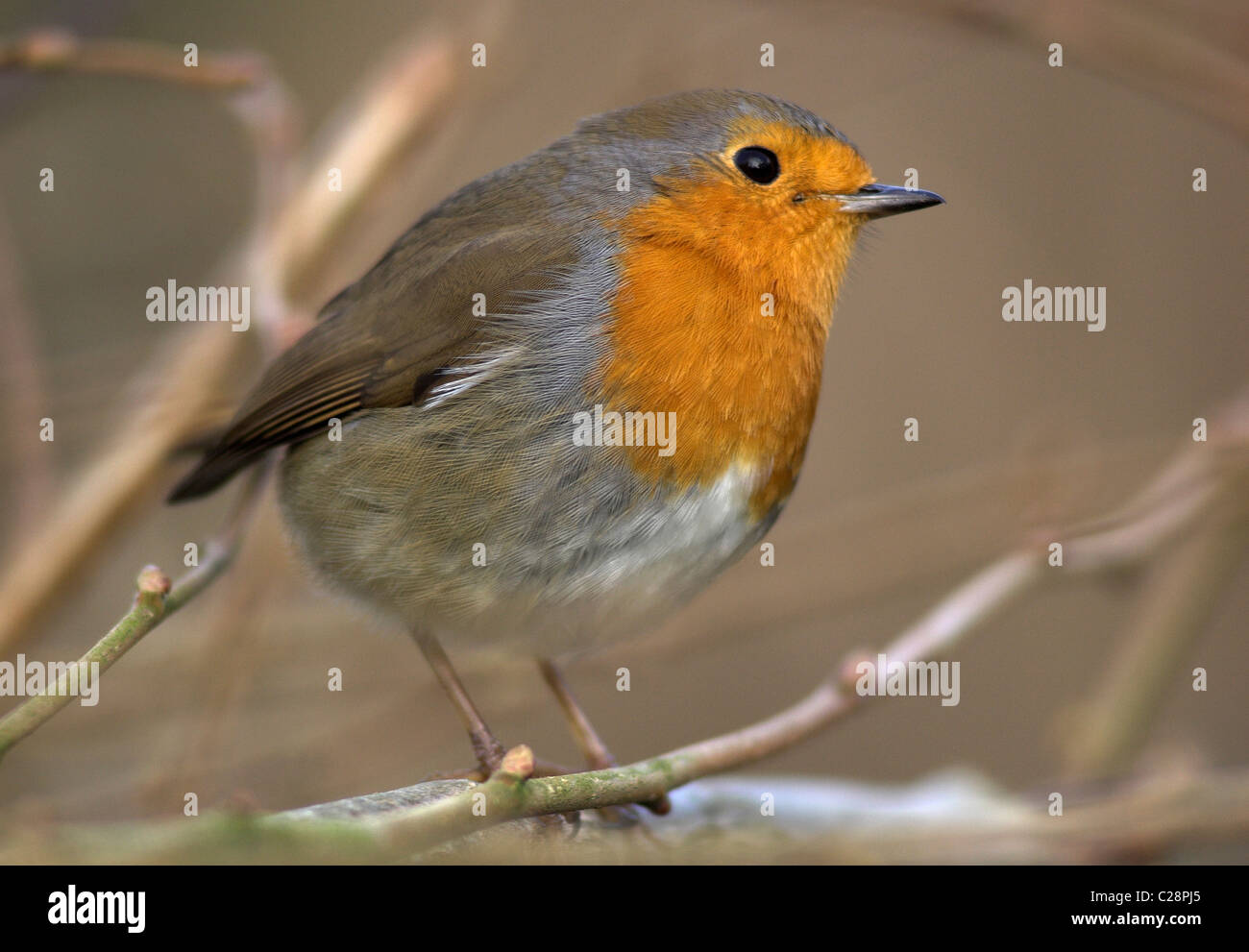 Un gros plan d'un merle en hiver, Dorset, UK Janvier 2010 Banque D'Images