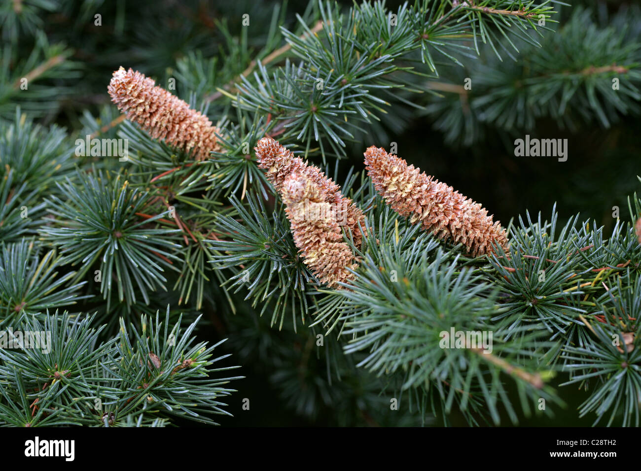 Cèdre de l'Atlas, Cedrus atlantica, Pinaceae. Cônes de pollen mâle. Montagnes de l'Atlas, en Algérie et au Maroc, l'Afrique du Nord. Banque D'Images