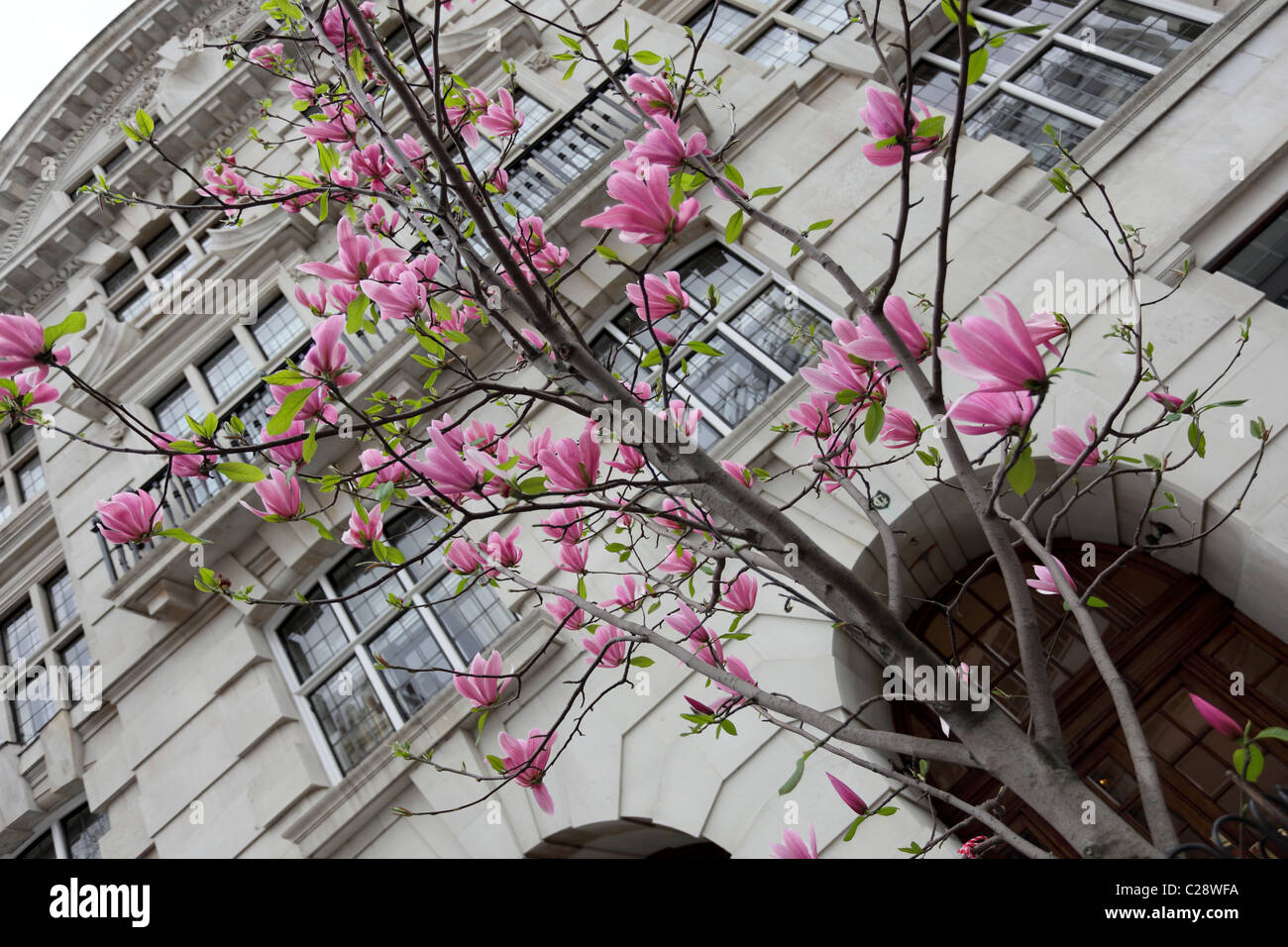 Beauté naturelle d'un rose vif jeune Magnolia vue au début du printemps, en face de la station de métro Sloane Square. Banque D'Images