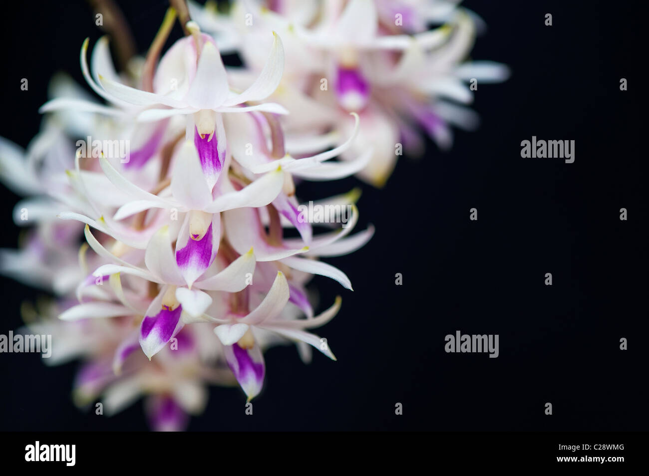 Fleurs Orchidées Dendrobium Amethystoglossum sur fond noir. Amethest Dendrobium fleur de couleur. Banque D'Images