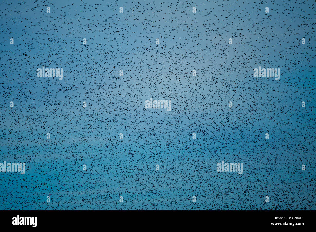 La Murmuration d'un million d'étoiles remplit le ciel de ceruléan avant de rôtir à Avalon Marshes, réserve naturelle de Shapwick Heath, Somerset Banque D'Images