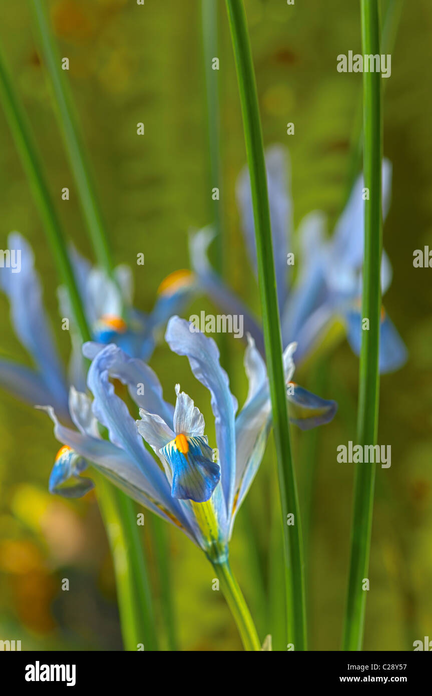 Iris reticulata Cantab fleur d'hiver bulbe Bleu clair Violet Février nain plante jardin Banque D'Images