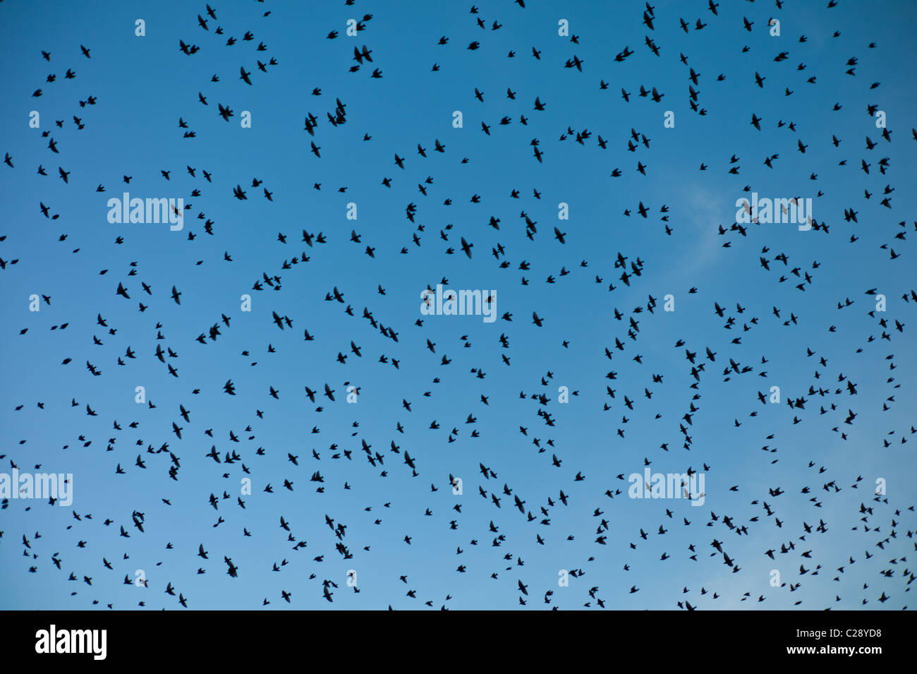 Murmuration d'un millions d'étourneaux remplir le ciel avant de se percher au marais d'Avalon, Shapwick Heath Nature Reserve, Somerset Banque D'Images