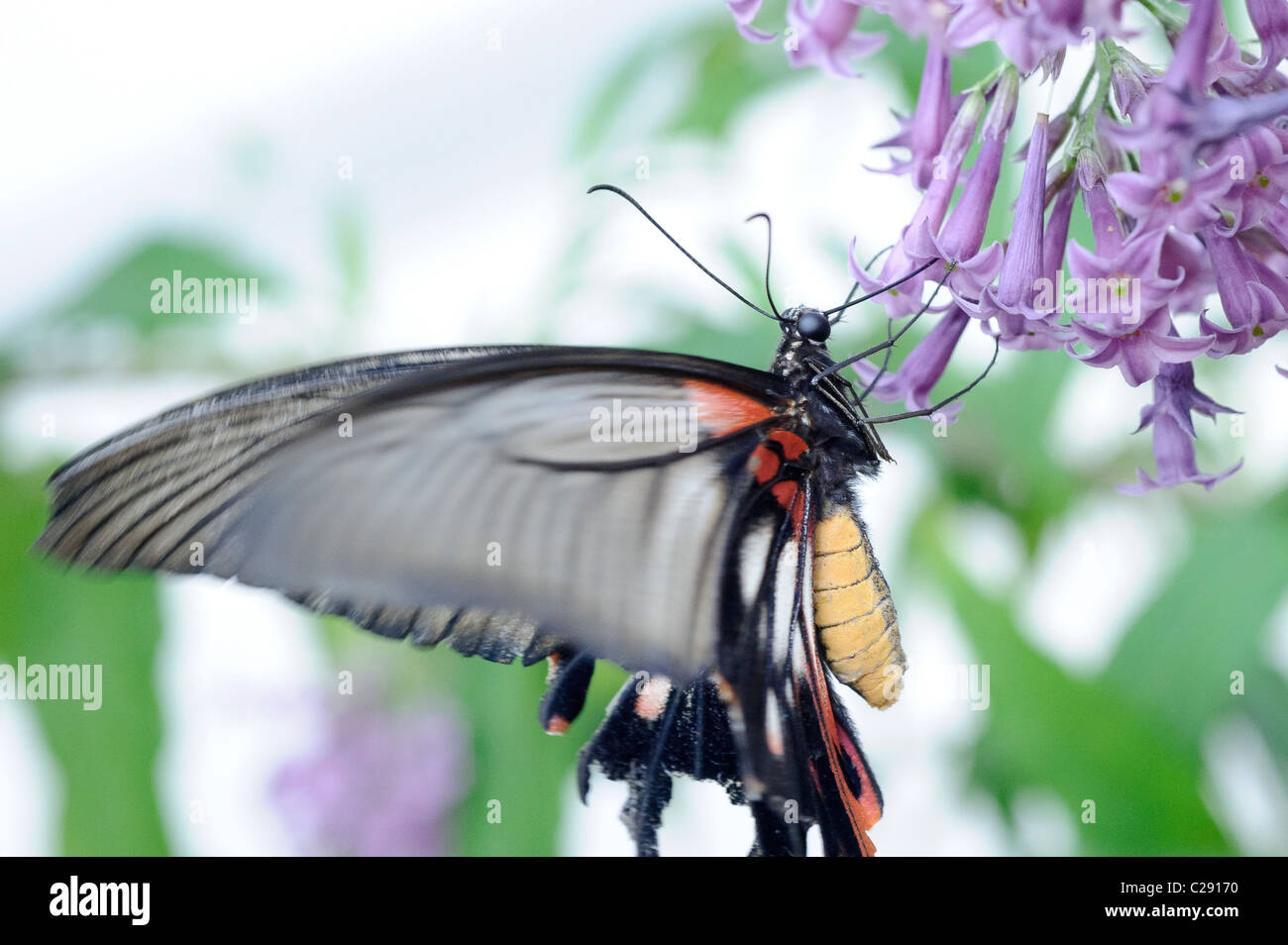 Papilio Memnon, Grand Mormon, de l'Asie. Une partie de l'histoire naturelle du Musée exposition 'Sensational' papillons, Londres. Banque D'Images