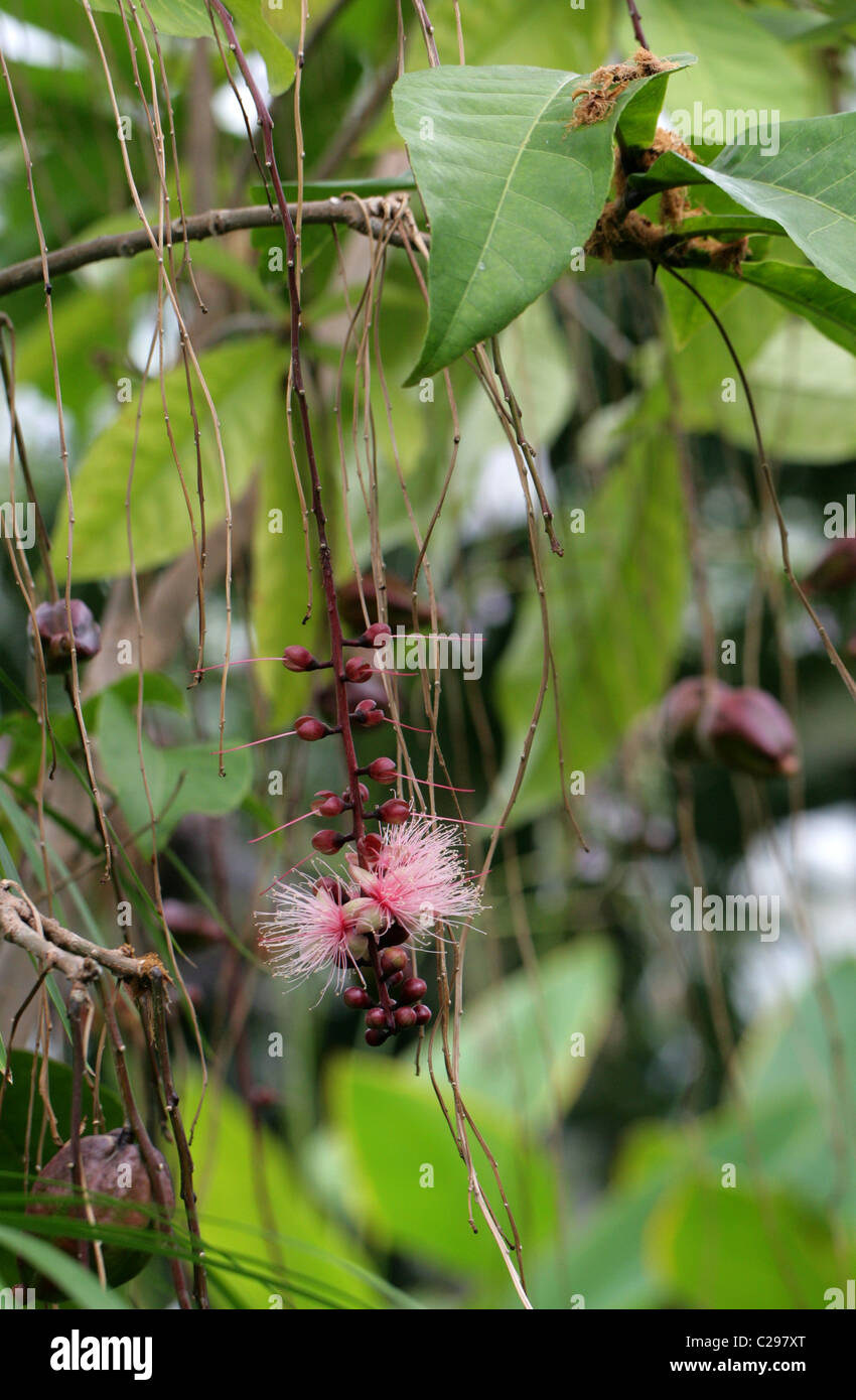 Poudre-puff Tree, arbre, Fish-Killer Barringtonia racemosa, Lecythidaceae. L'Afrique à l'Asie du sud-est. Banque D'Images