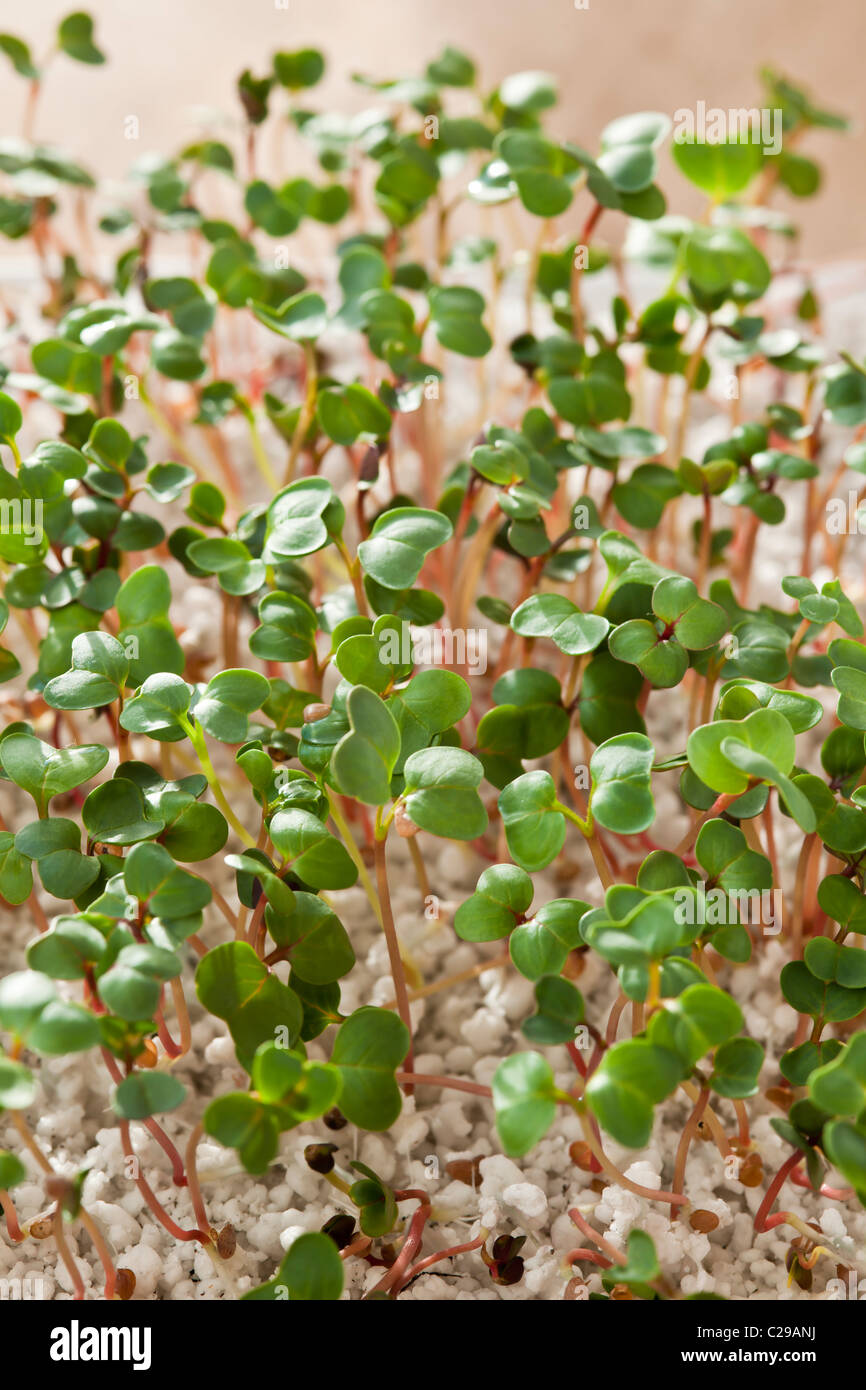 Sabina Flamboyant radis Raphanus sativus semis croître sprouing perlite cuisine comestibles des plantes Jardin hiver printemps tire Banque D'Images