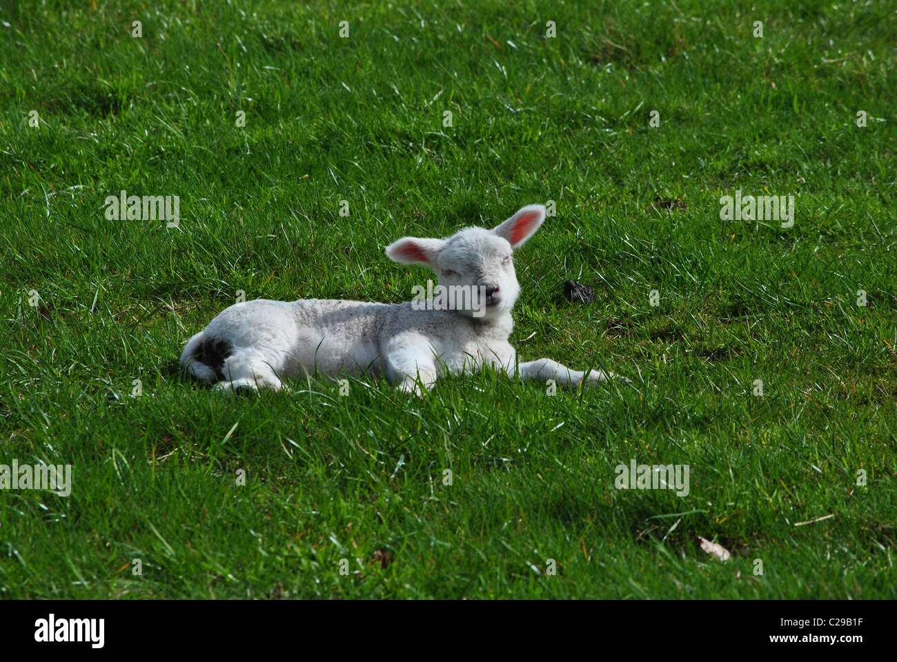 Sleepy little lamb dans le soleil du printemps Banque D'Images