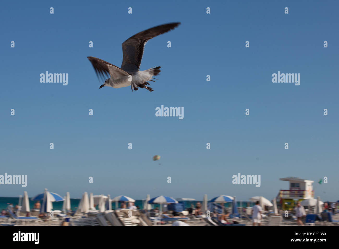 Mouette voler au-dessus de la plage, à South Beach, Miami, Floride, USA Banque D'Images