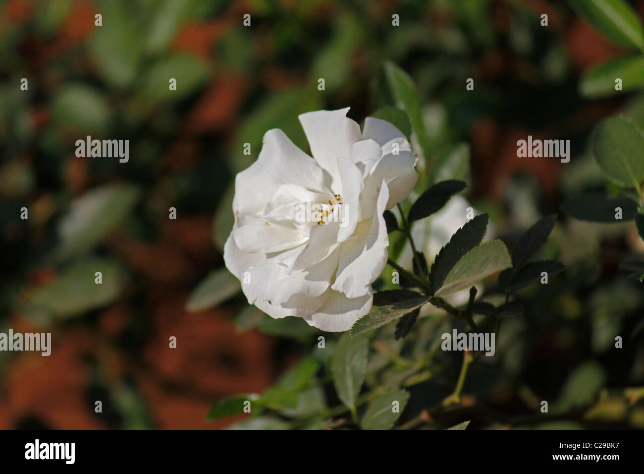 Rosa Summer Snow, neige d'été, White Rose, Pune, Maharashtra, Inde Banque D'Images