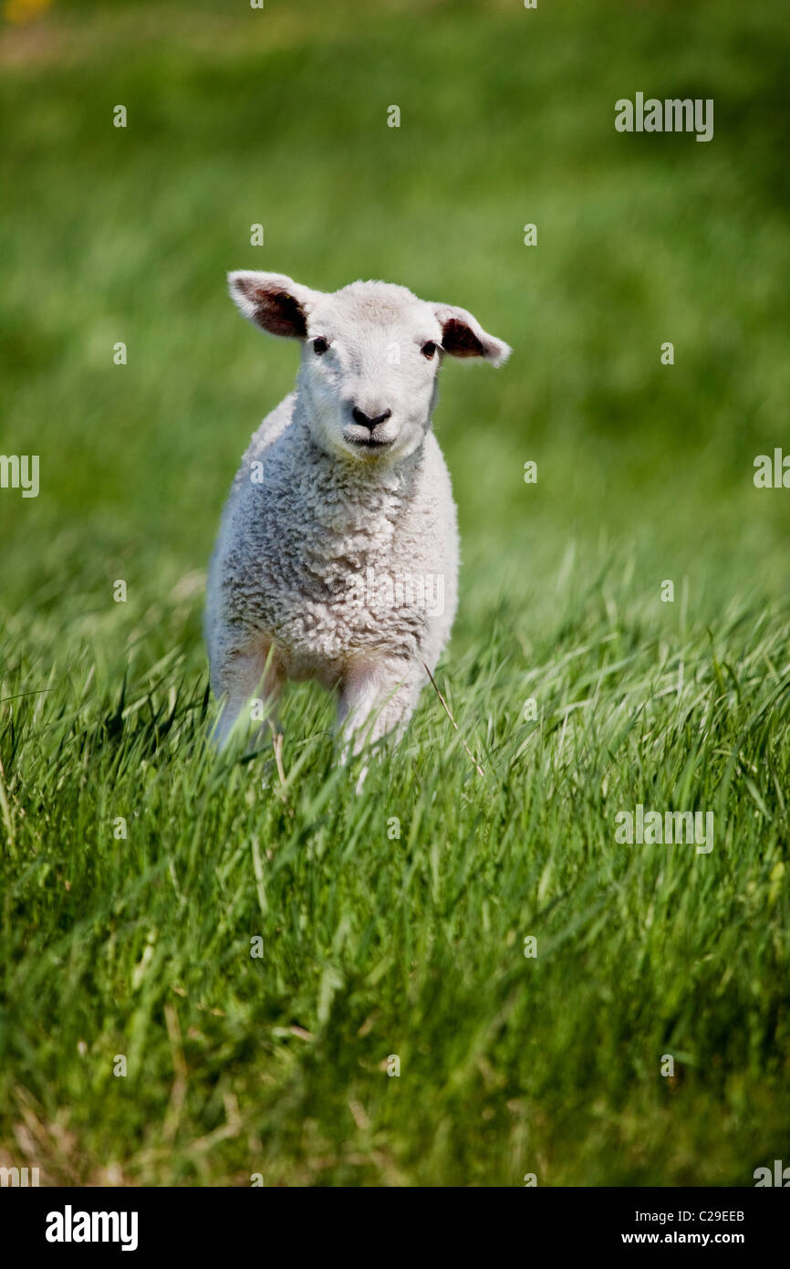 Une ambiance conviviale à l'appareil photo en marche des moutons towads Banque D'Images