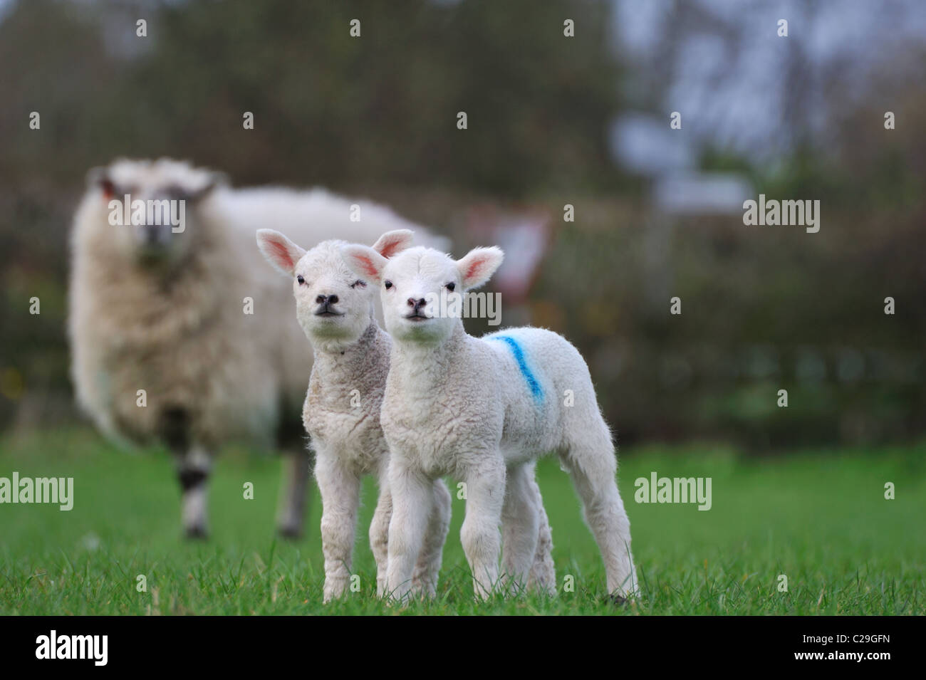 Deux agneaux Brebis avec en arrière-plan qui veille sur eux Banque D'Images