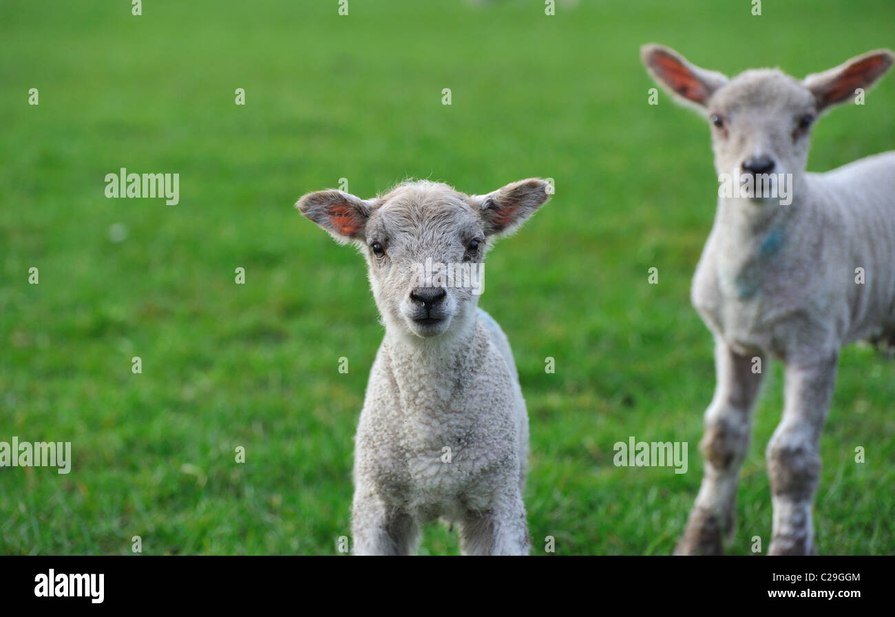 Deux agneaux de printemps chauds Banque D'Images
