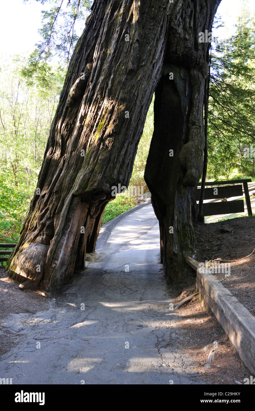 Redwoods National Park, California, USA - Drive Tree Banque D'Images