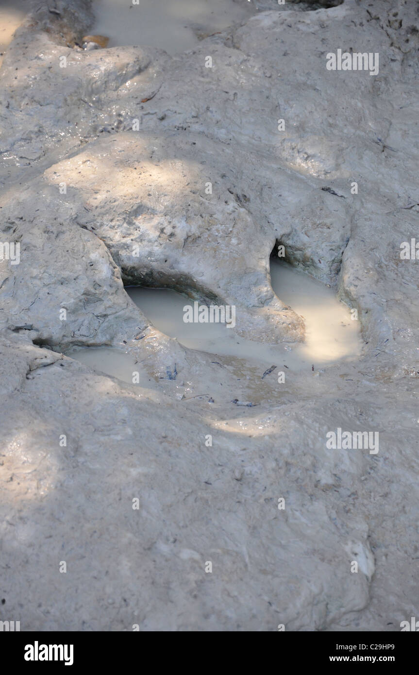 Parc d'état de Dinosaur Valley, Glen Rose, Texas, États-Unis - des empreintes de dinosaures fossilisées Banque D'Images