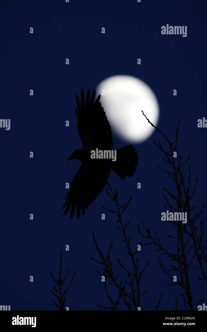 Silhouette de flying Hooded Crow (Corvus cornix) avec une lune Banque D'Images