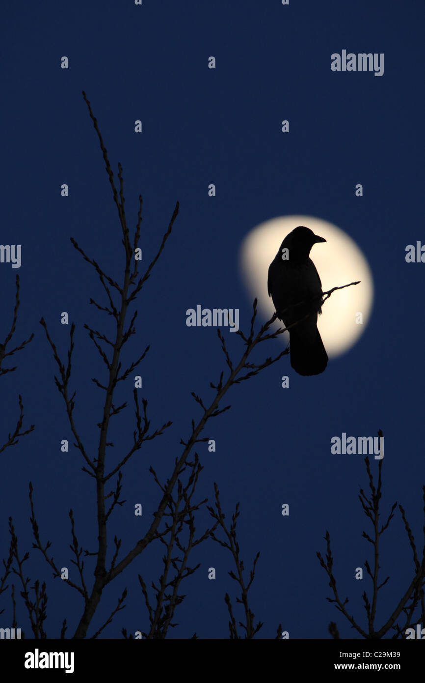 Silhouette de Hooded Crow (Corvus cornix) avec une lune Banque D'Images