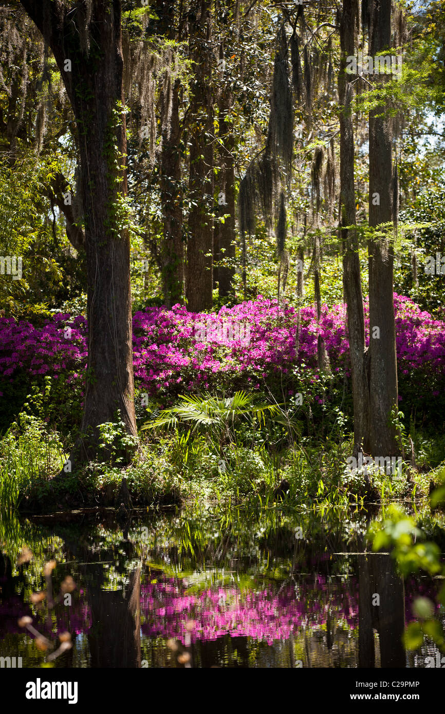 Azalées fleurir dans le marais à Middleton Place Plantation à Charleston, SC le plus ancien jardin à la française aux Etats-Unis Banque D'Images