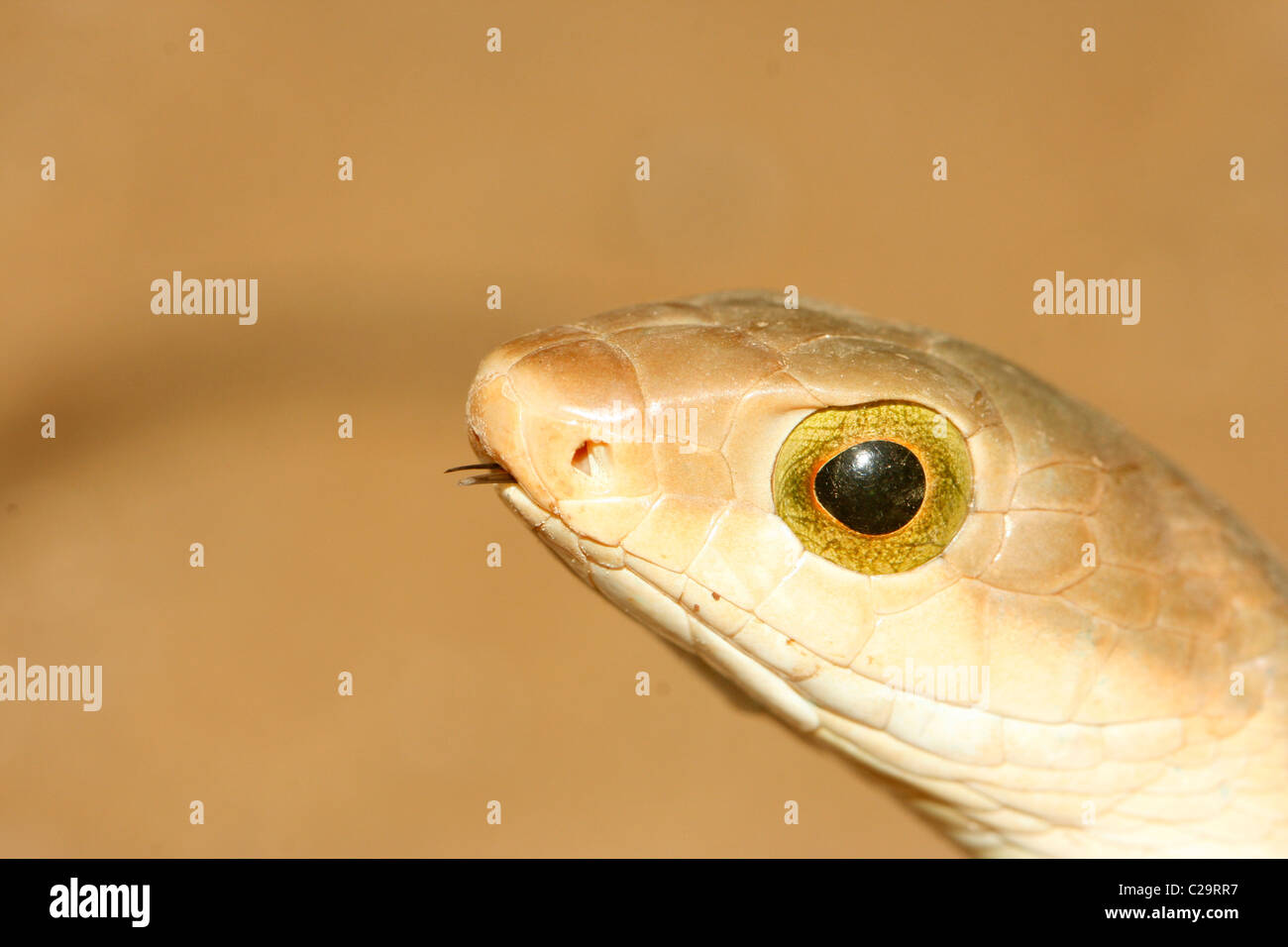 Boomslang (Dispholidus typus) en Ouganda Banque D'Images