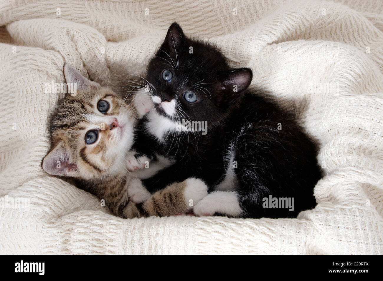 deux chatons mignons dans embrace Banque D'Images