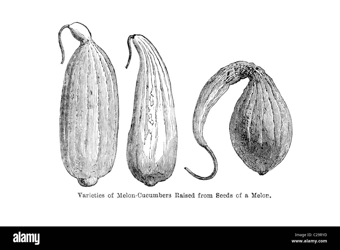 Variétés de concombres Melon soulevées à partir des graines de melon, une illustration du xixe siècle Banque D'Images