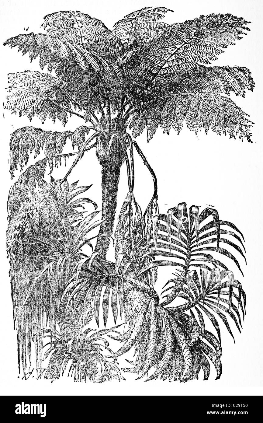 Fougères arborescentes, orchidées et broméliacées, 19e siècle illustration Banque D'Images