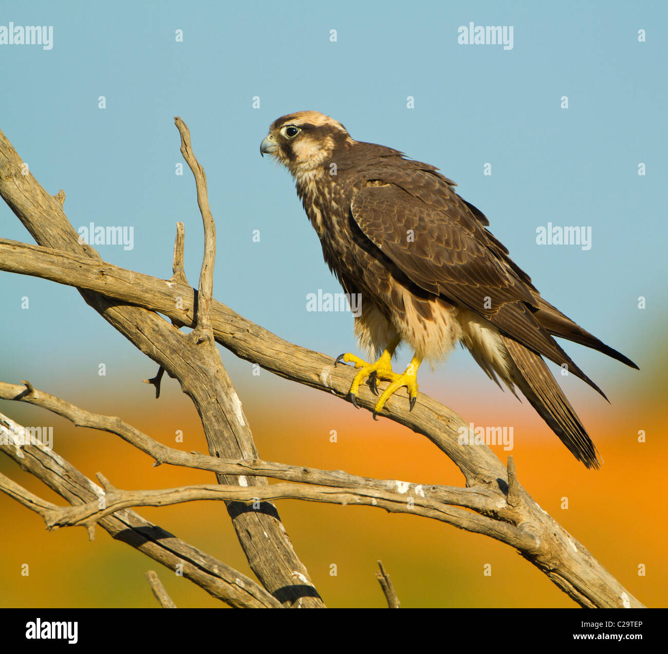 Lanner falcon plumes ébouriffant Banque D'Images