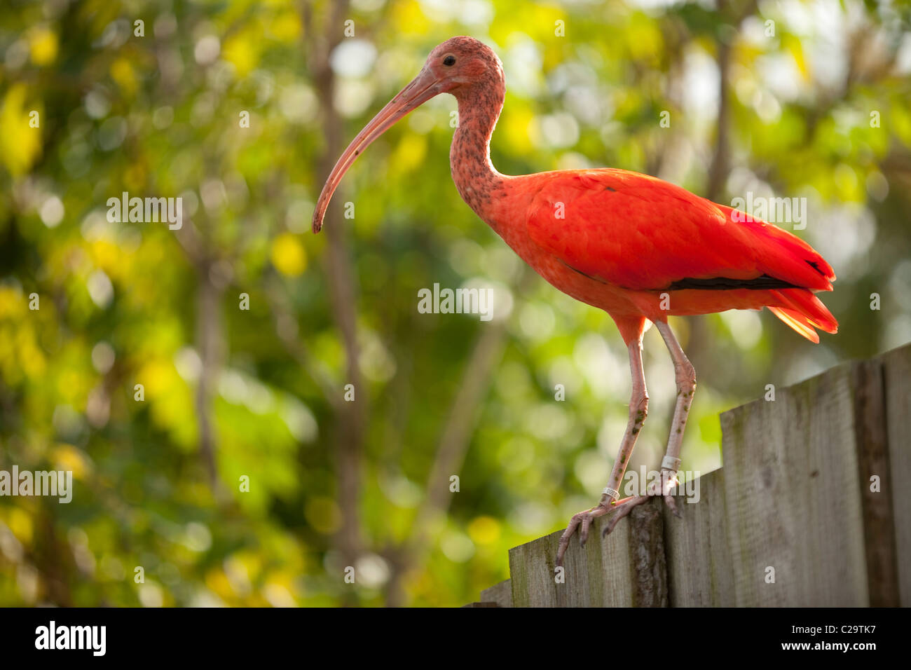 Ibis rouge (Eudocimus ruber). Originaire d'Amérique du Sud tropicale, Trinité-et-Tobago. Oiseau national de Trinidad. Banque D'Images