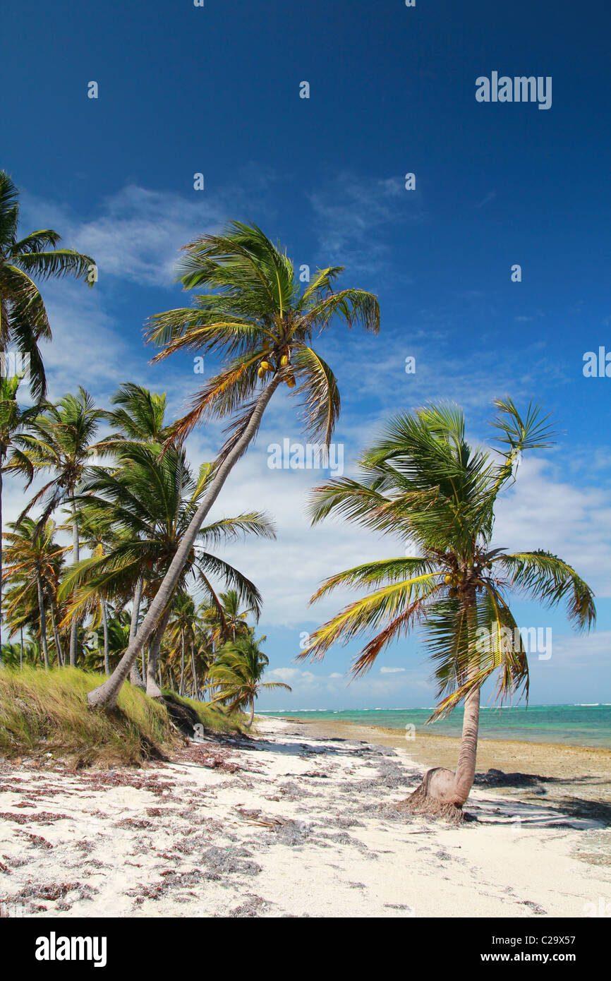 Palmiers sur la plage de l'océan, la mer des Caraïbes Banque D'Images
