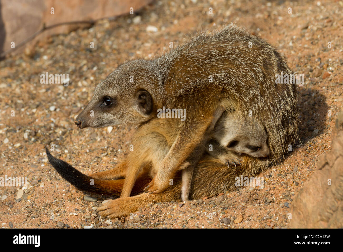 Une mère et son bébé à meerkat zoo de Bristol de neuf Meerkat Lookout Banque D'Images