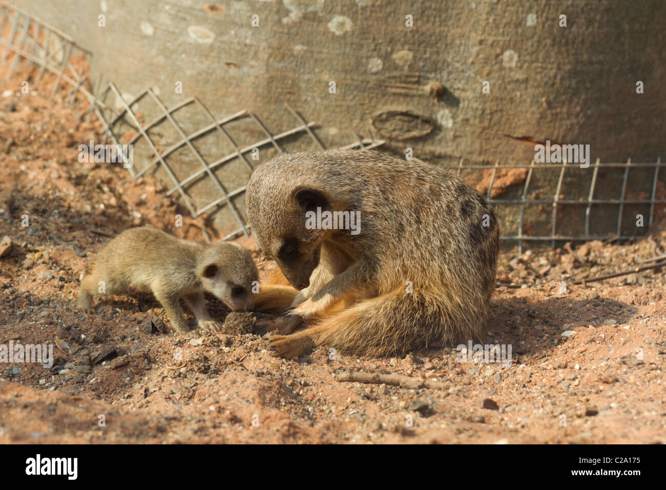 Un Meerkat et un bébé de creuser au zoo de Bristol de neuf Meerkat Lookout Banque D'Images