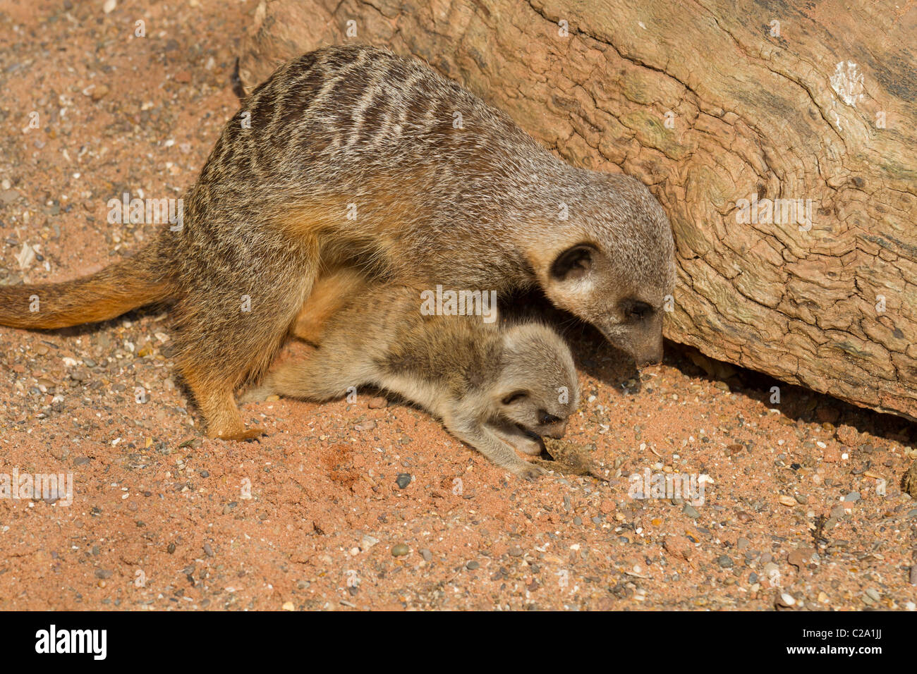 Un Meerkat et un bébé de creuser au zoo de Bristol de neuf Meerkat Lookout Banque D'Images