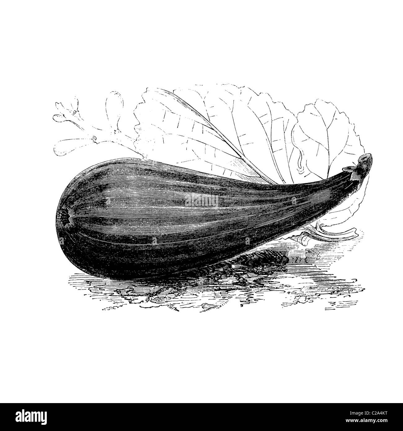 Bordeaux noir Fig. Rouge profond, doux et chair délicate. 19ème siècle illustration Banque D'Images