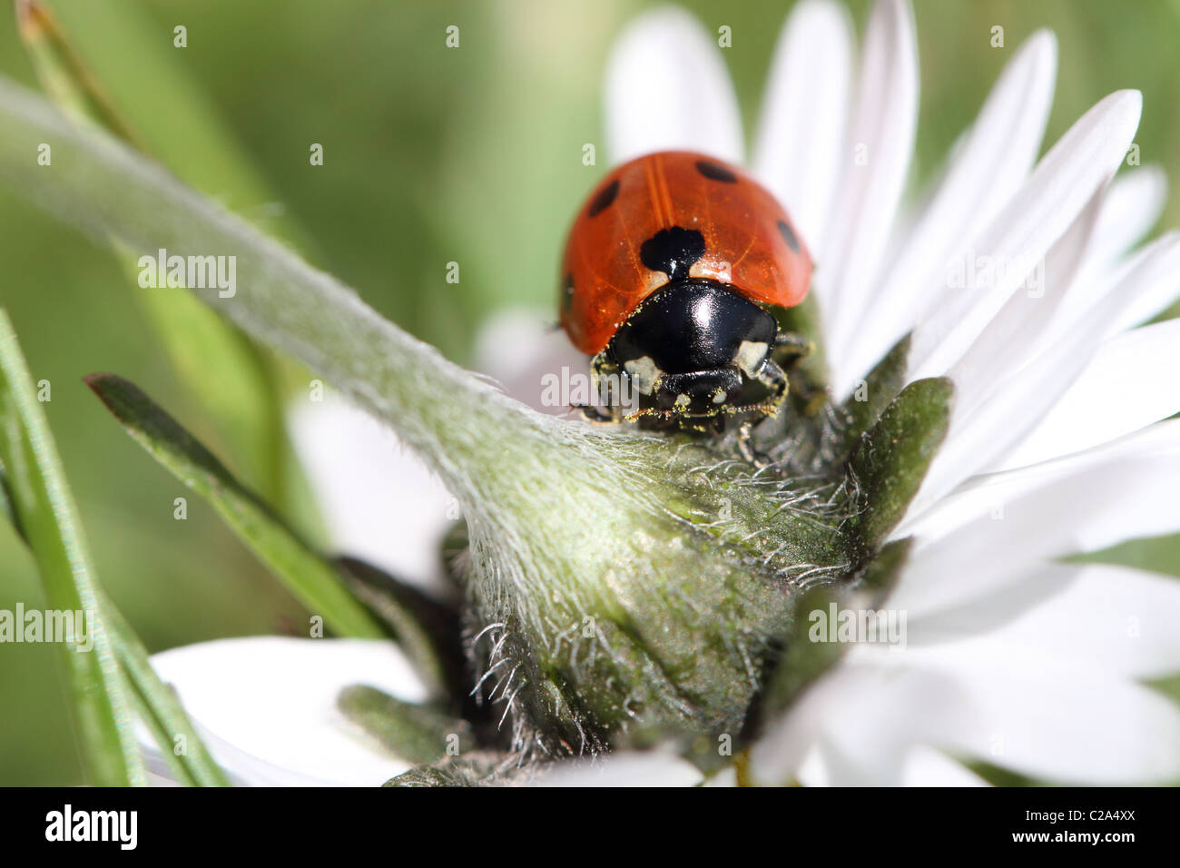 Pris d'un plan macro que lady bird a été trouvé sur une marguerite dans mon jardin arrière Banque D'Images