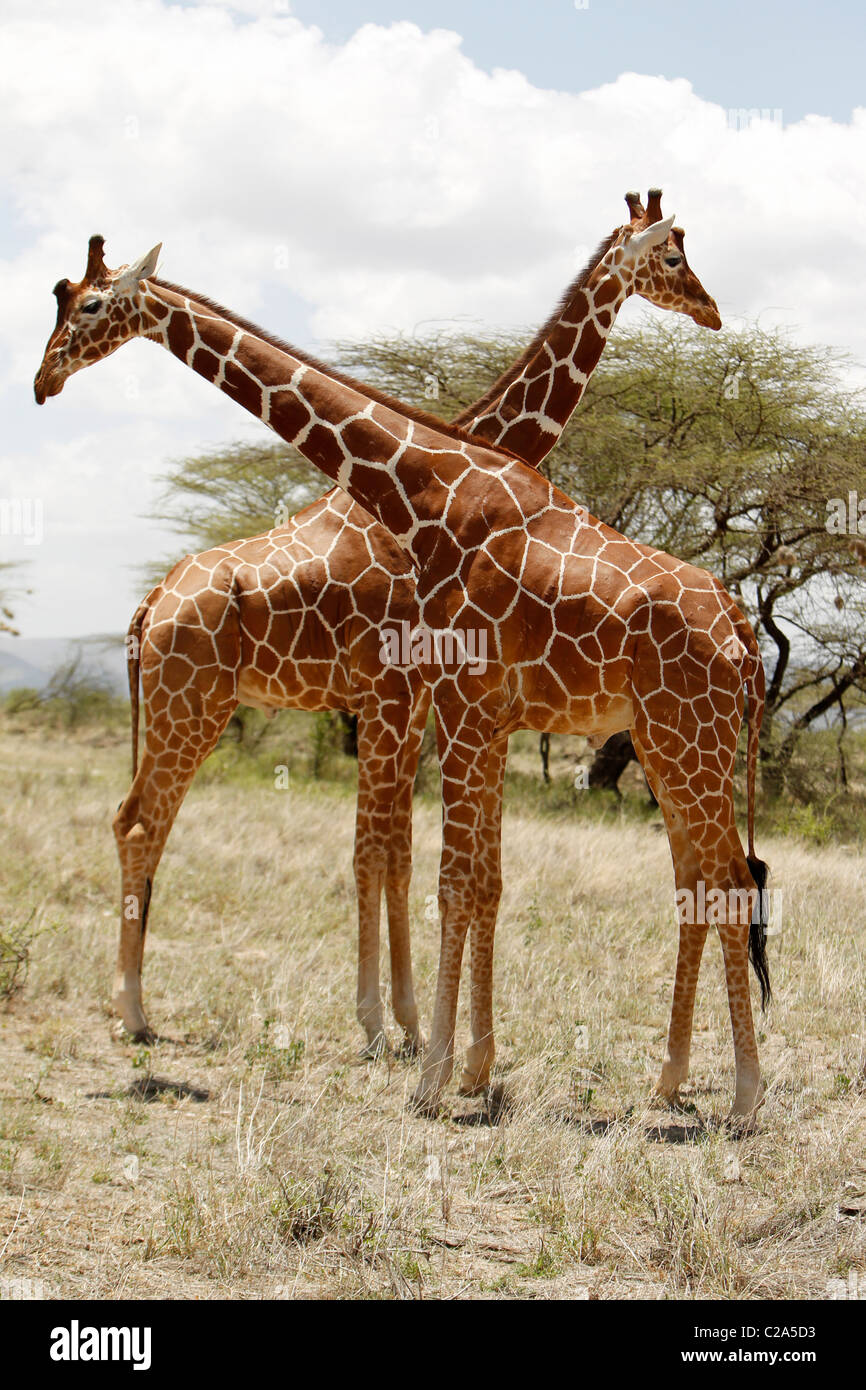 Deux girafes réticulée debout ensemble dans la réserve nationale de Samburu, Kenya Banque D'Images