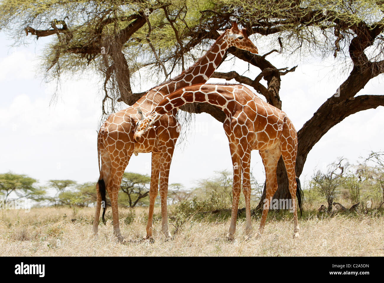 Deux girafes réticulée debout ensemble dans la réserve nationale de Samburu, Kenya Banque D'Images