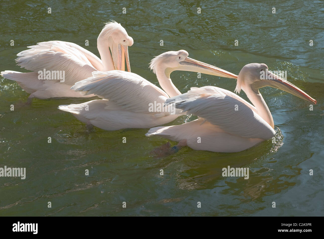 Groupe des grands pélicans blancs, Pelecanus onocrotalus, dans l'eau Banque D'Images