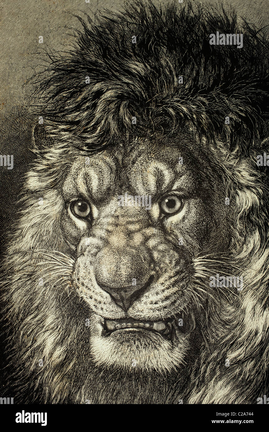 Le lion, roi des animaux. Banque D'Images