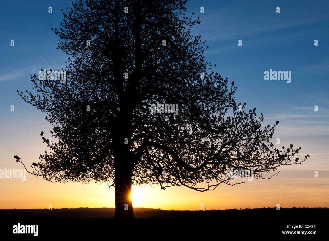 Aesculus hippocastanum. Horse Chestnut Tree silhouette au coucher du soleil Banque D'Images