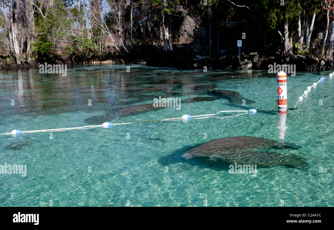 Les lamantins se rassemblent dans l'eau plus chaude de la tête sources de la Crystal River Banque D'Images
