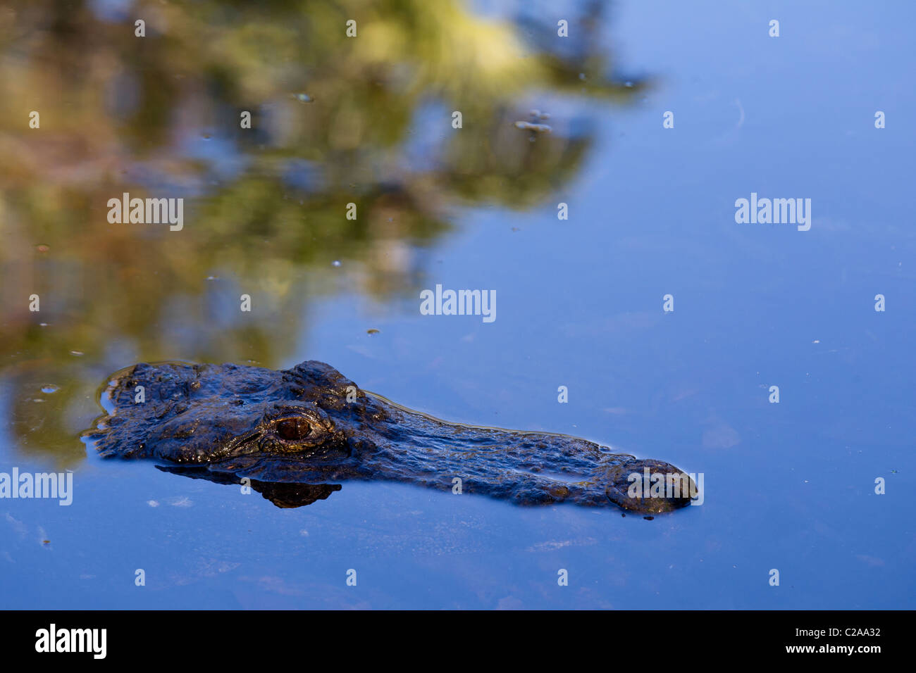 Alligator partiellement immergé dans les eaux de Homosassa Springs, État Homosassa Wildlife Park. Banque D'Images