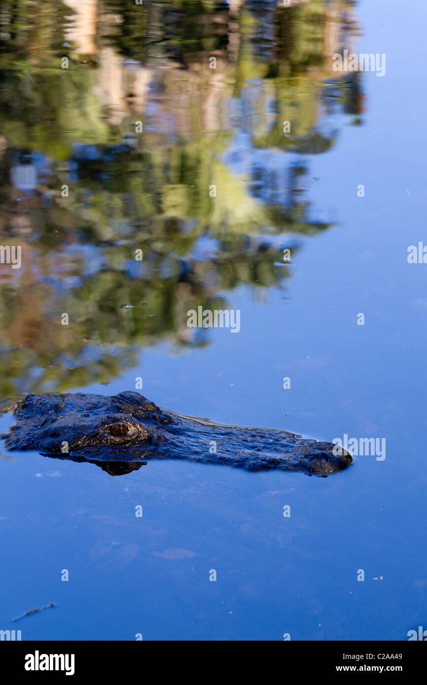 Alligator partiellement immergé dans les eaux de Homosassa Springs, État Homosassa Wildlife Park. Banque D'Images