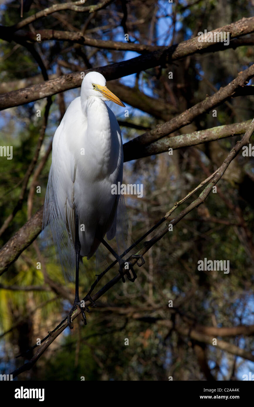 Grande Aigrette (Ardea alba) équilibre sur une branche au sein de l'État Homosassa Wildlife Park Banque D'Images