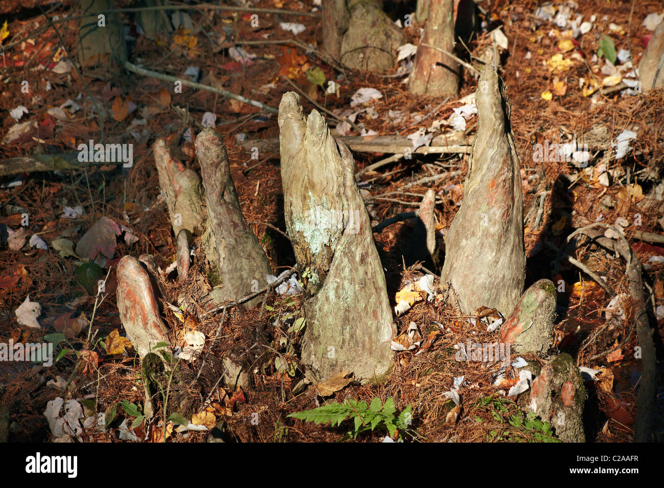 Les genoux dans la bataille de Cypress Creek Cypress Swamp, Prince Frederick, Maryland. Banque D'Images