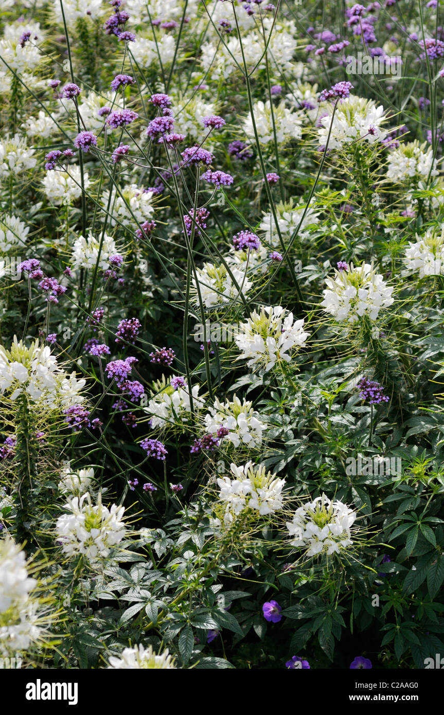 Fleur araignée (tarenaya hassleriana 'sparkler' blanc syn. Cleome hassleriana 'sparkler white') et purpletop verveine (Verbena bonariensis) Banque D'Images