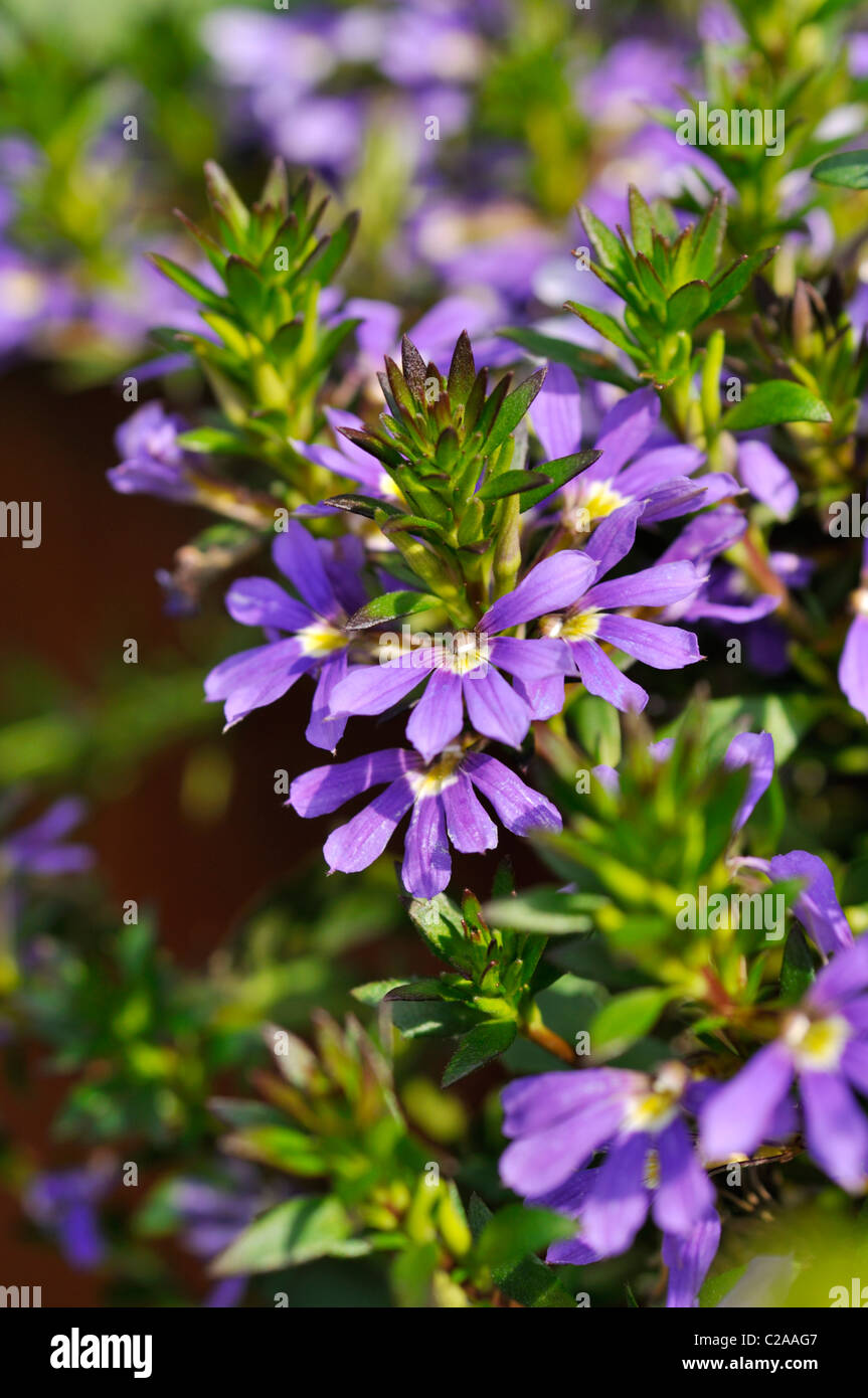 Fan de fées-fleurs (Scaevola aemula) Banque D'Images