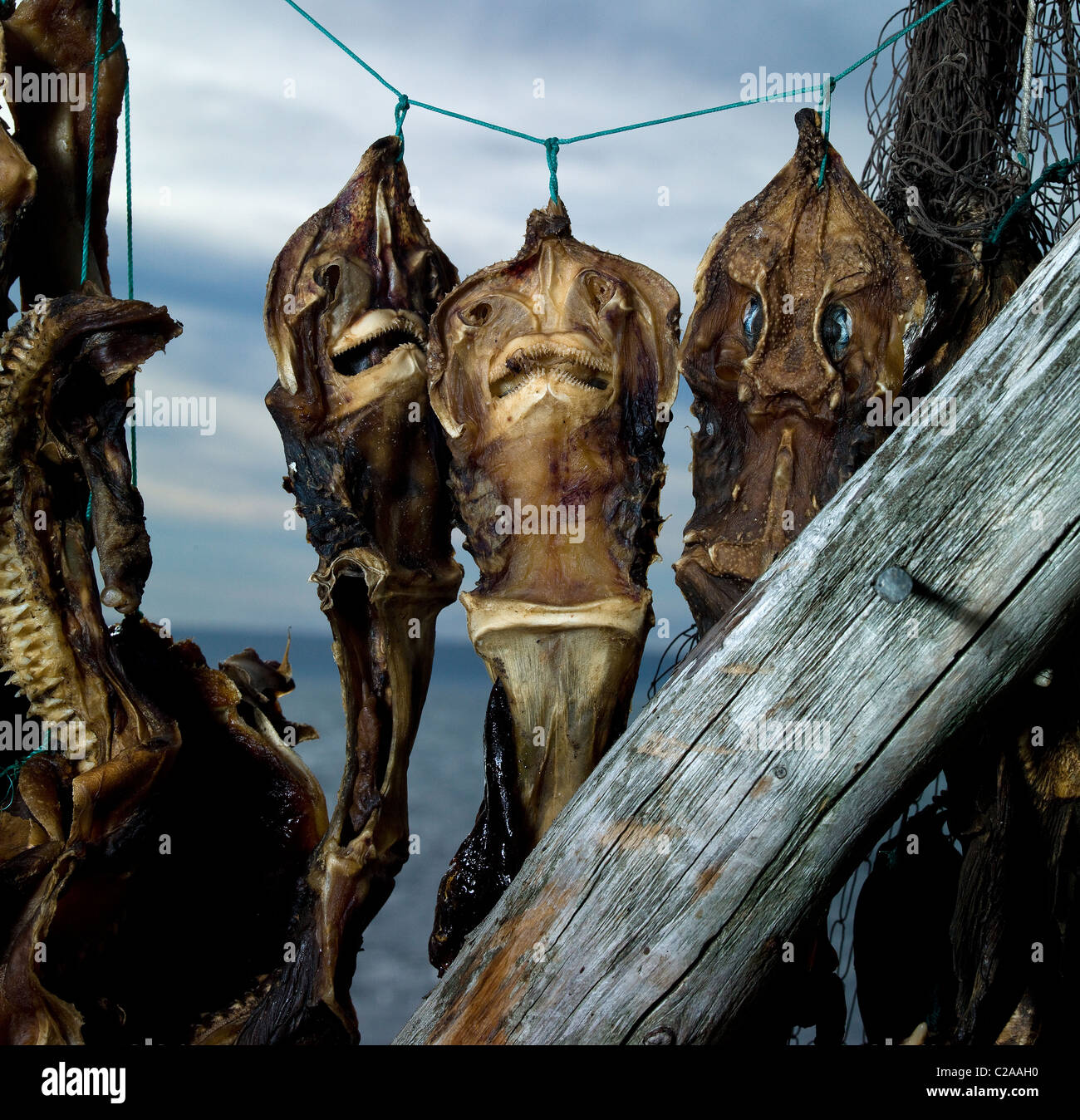 Une variété de séchage du poisson pour le commerce de transformation du poisson, l'Islande Banque D'Images