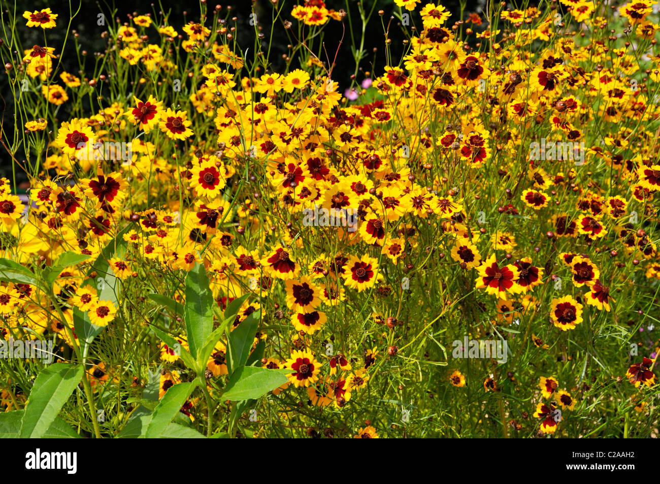 Tickseed Coreopsis tinctoria (or) Banque D'Images
